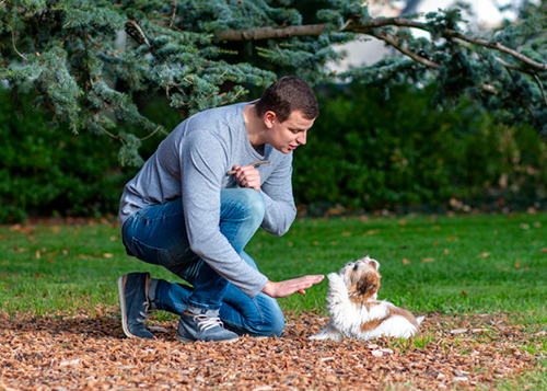 How to discipline a shih tzu puppy