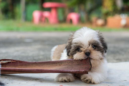 How to find a reputable shih tzu breeder