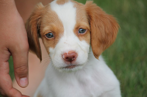 How to groom a brittany spaniel