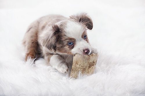 How to groom an australian shepherd