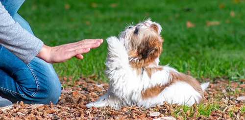 How to house train a shih tzu