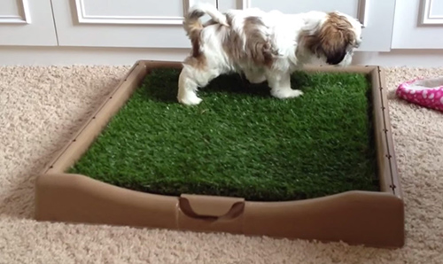 How to potty train a shih tzu