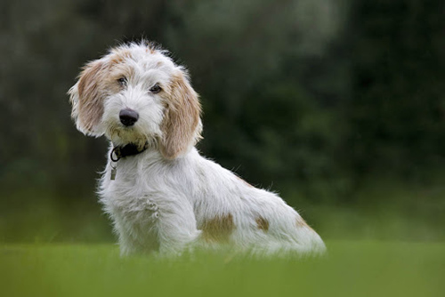 How to pronounce petit basset griffon vendeen