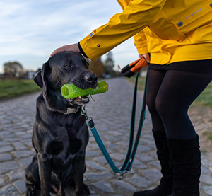 How to teach a puppy to sit stay