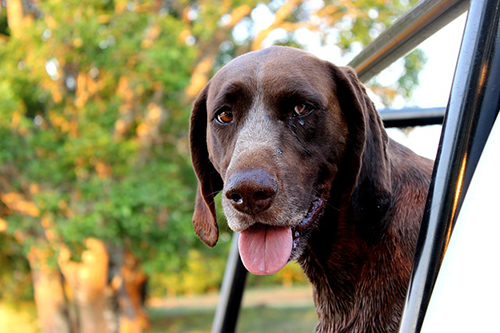 How to train a german shorthaired pointer puppy