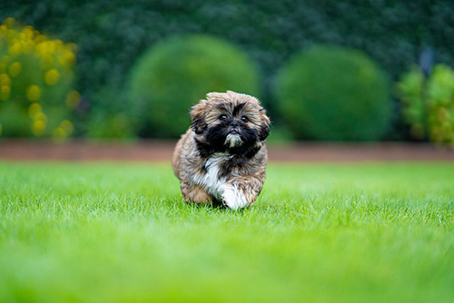 How to train a shih tzu puppy