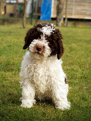 How to train lagotto romagnolo