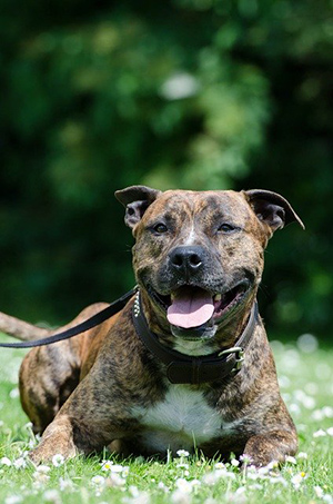 How to train staffordshire bull terrier