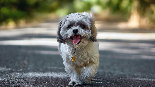 How to train your dog shih tzu