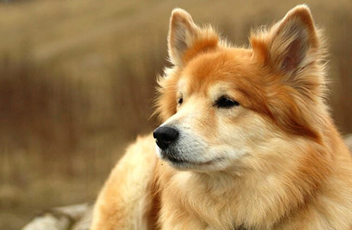 Icelandic Sheepdog