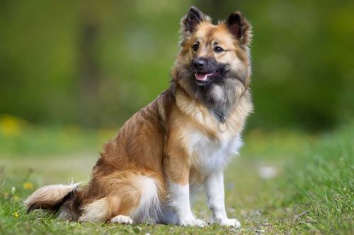 Icelandic Sheepdog looking cute and alert.