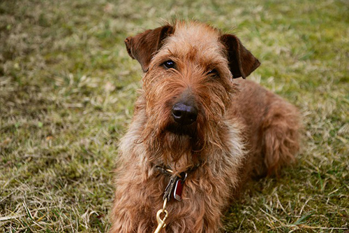 Irish Terrier