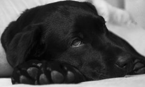 Kidney failure in dogs