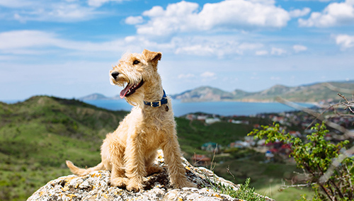 Lakeland Terrier