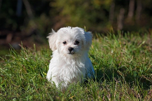 Maltese characteristics: Image of Maltese dog sitting in the grass on a hot day.