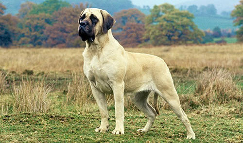 Mastiff Breed