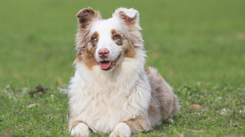 Miniature American shepherd