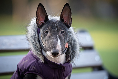 Miniature Bull Terrier price