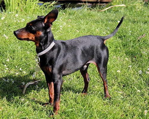 Miniature Pinscher