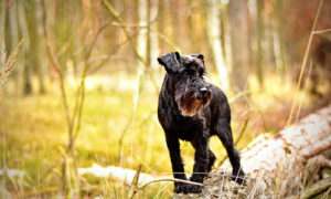 Miniature Schnauzer