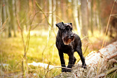 Miniature Schnauzer