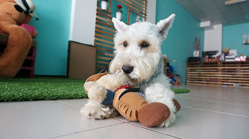 Miniature Schnauzer playing