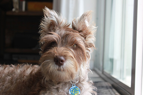 Miniature Schnauzer temperament