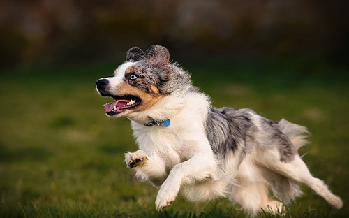 Miniature american shepherd tails cut off