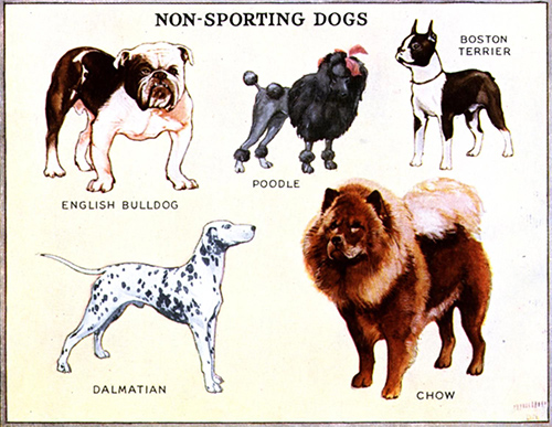 Non-Sporting Breeds