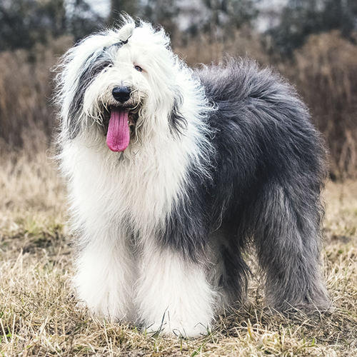 Old English Sheepdog standing still for his picture to be taken