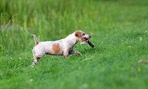 Parson Russell Terrier coming out of the water with a stick in its mouth