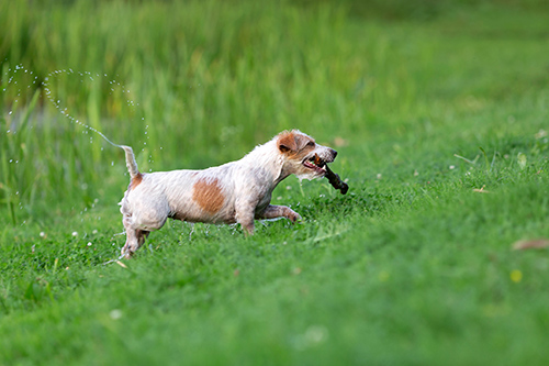 Parson Russell Terrier coming out of the water with a stick in its mouth