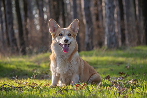 Pembroke Welsh Corgi