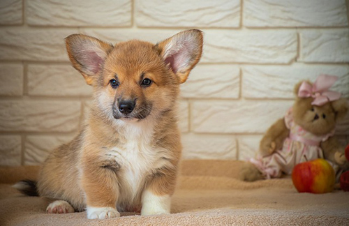 Pembroke Welsh Corgi puppy sitting next to its toys