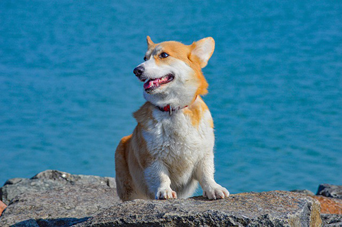 Pembroke Welsh Corgi sitting in front of an ocean backdrop