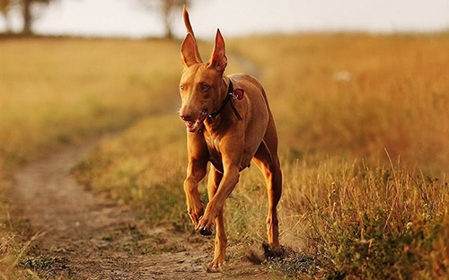 Pharaoh Hound