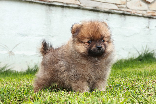 pomeranian dog temperament