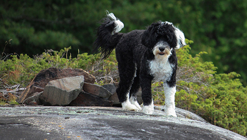 Portuguese Water Dog