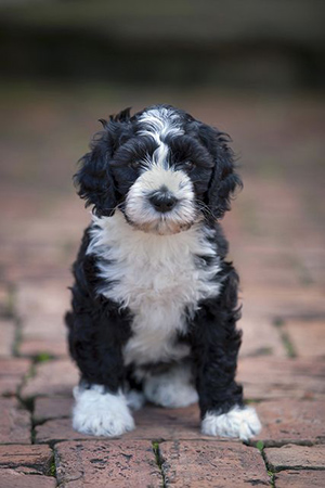 Portuguese Water Dog puppy sitting down waiting for some action