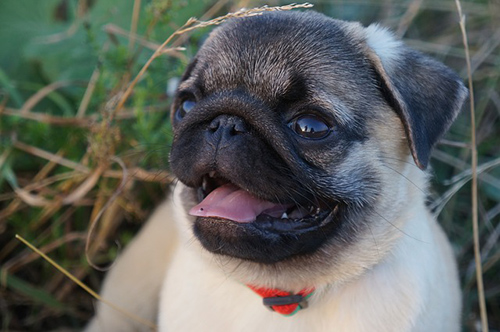  Pug