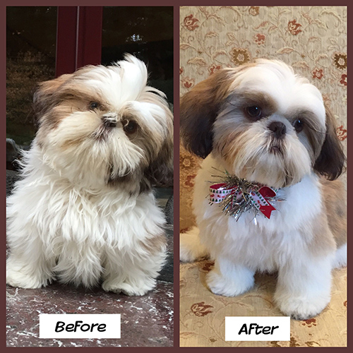 Image of a Shih Tzu before and after grooming