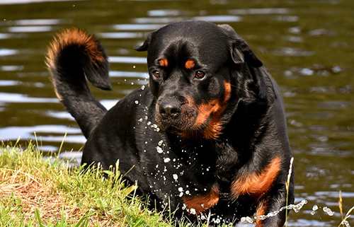 Rottweiler