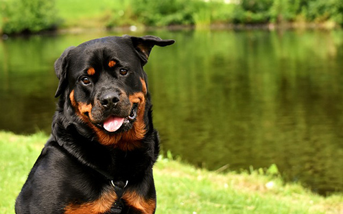  Rottweiler