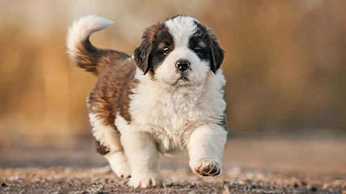 Saint Bernard