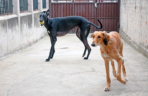 Saluki