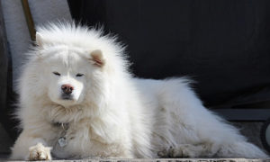 Samoyed