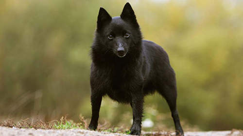 Schipperke