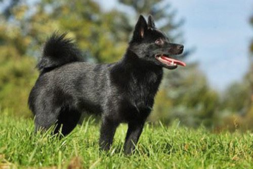 Schipperke dog relaxing on a hot day