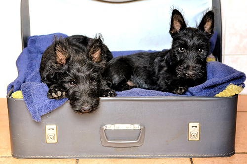 Scottish Terrier temperament