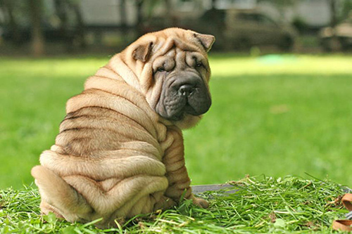 Shar-Pei sitting with its back turned where you can see its wrinkles and unique coat